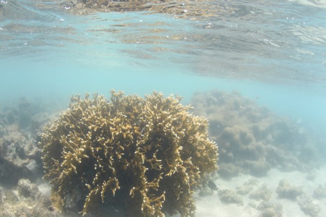 Coral de Fogo